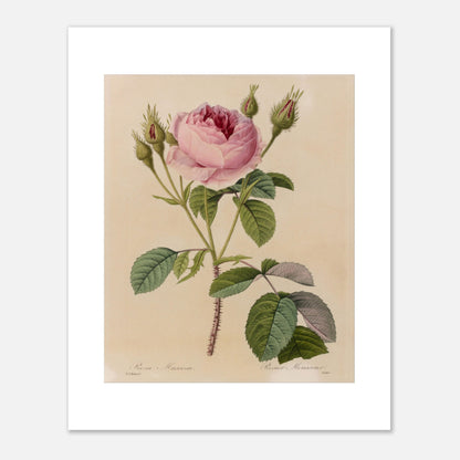 Illustration botanique ancienne Rosa Muscosa par Pierre-Joseph Redouté (40x50 cm). Gravure naturaliste ancienne de Pierre-Joseph Redouté représentant une Rosa Muscosa, un rosier avec une fleur rose, de nombreux boutons et des feuilles vertes, le tout sur un fond crème.