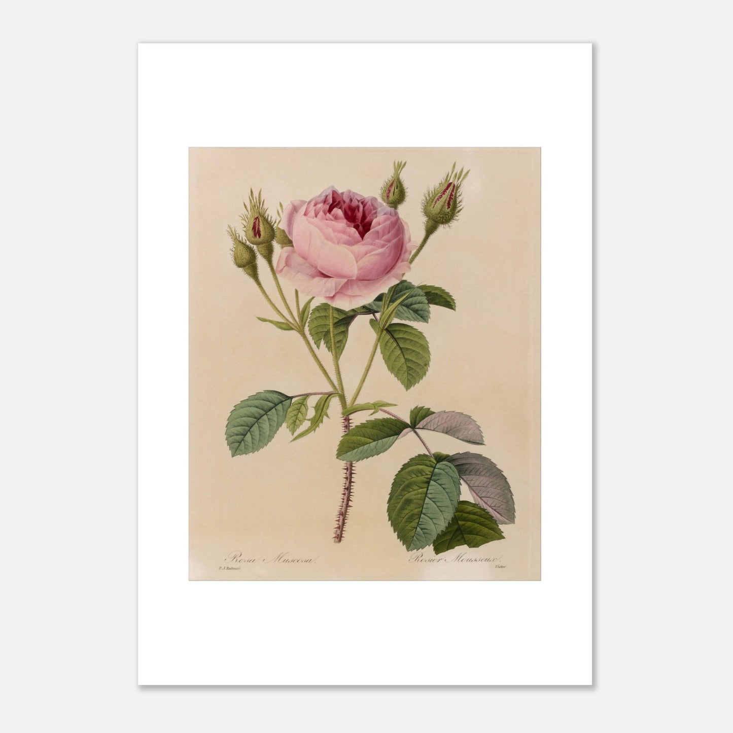 Illustration botanique ancienne Rosa Muscosa par Pierre-Joseph Redouté (42x59,4 cm (A2)). Gravure naturaliste ancienne de Pierre-Joseph Redouté représentant une Rosa Muscosa, un rosier avec une fleur rose, de nombreux boutons et des feuilles vertes, le tout sur un fond crème.