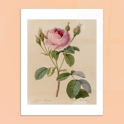 Illustration botanique ancienne Rosa Muscosa par Pierre-Joseph Redouté. Gravure naturaliste ancienne de Pierre-Joseph Redouté représentant une Rosa Muscosa, un rosier avec une fleur rose, de nombreux boutons et des feuilles vertes, le tout sur un fond crème. Image d'illustration 6