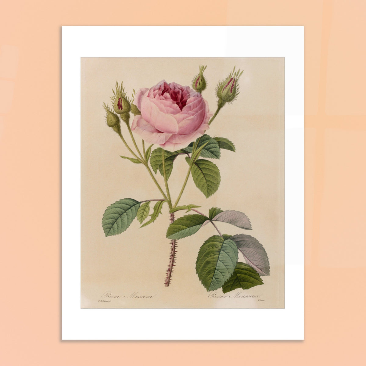 Alte botanische Illustration Rosa Muscosa von Pierre-Joseph Redouté. Antiker naturkundlicher Stich von Pierre-Joseph Redouté, der eine Rosa Muscosa darstellt, einen Rosenstock mit einer rosa Blume, zahlreichen Knospen und grünen Blättern, vor cremefarbenem Hintergrund.