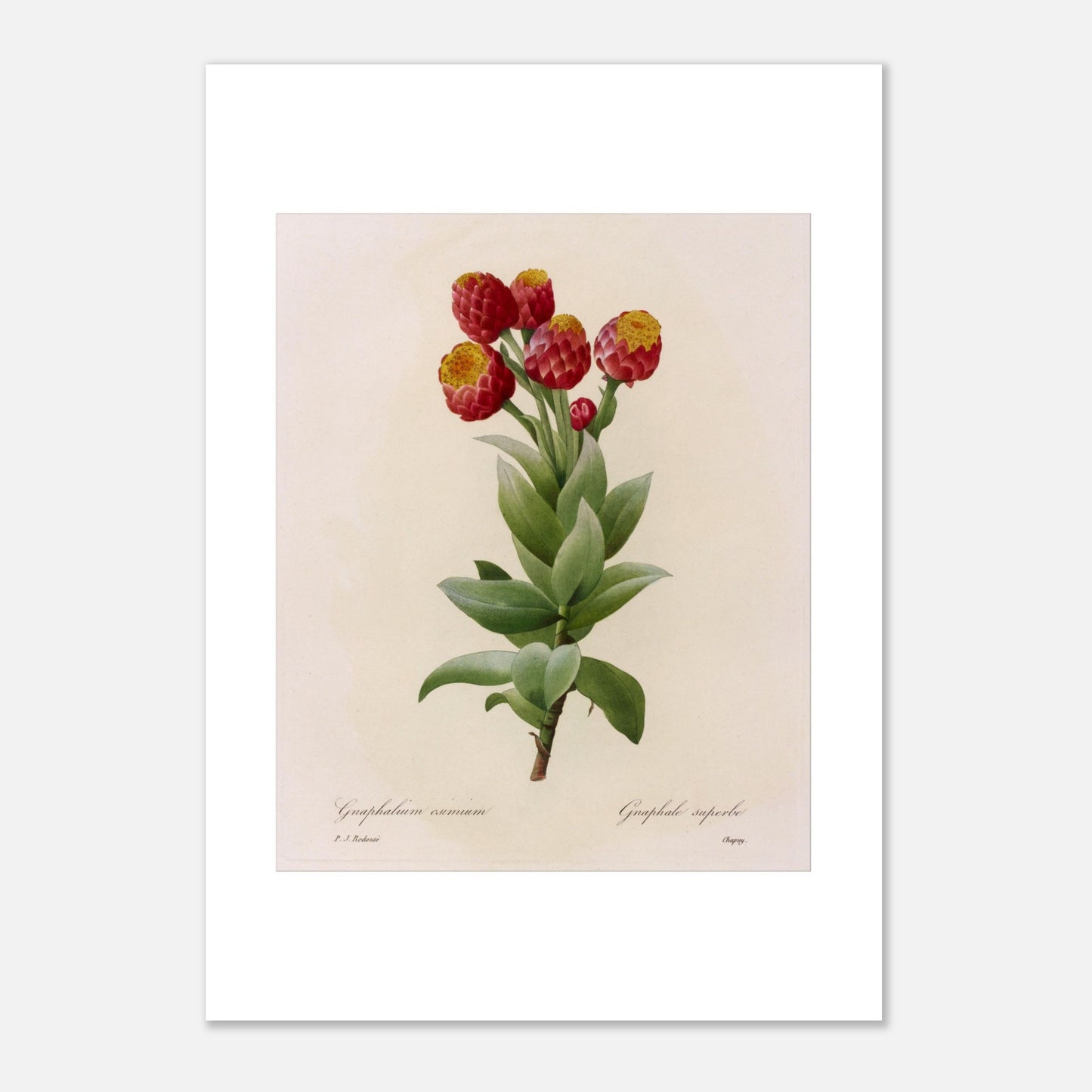 Illustration botanique Astelma Eximium par Pierre-Joseph Redouté (21x29,7 cm (A4)). Illustration botanique vintage de Gnaphalium eximium (Graphalium superbe) par Pierre-Joseph Redouté, montrant des fleurs rouges avec des centres jaunes et des feuilles vertes.