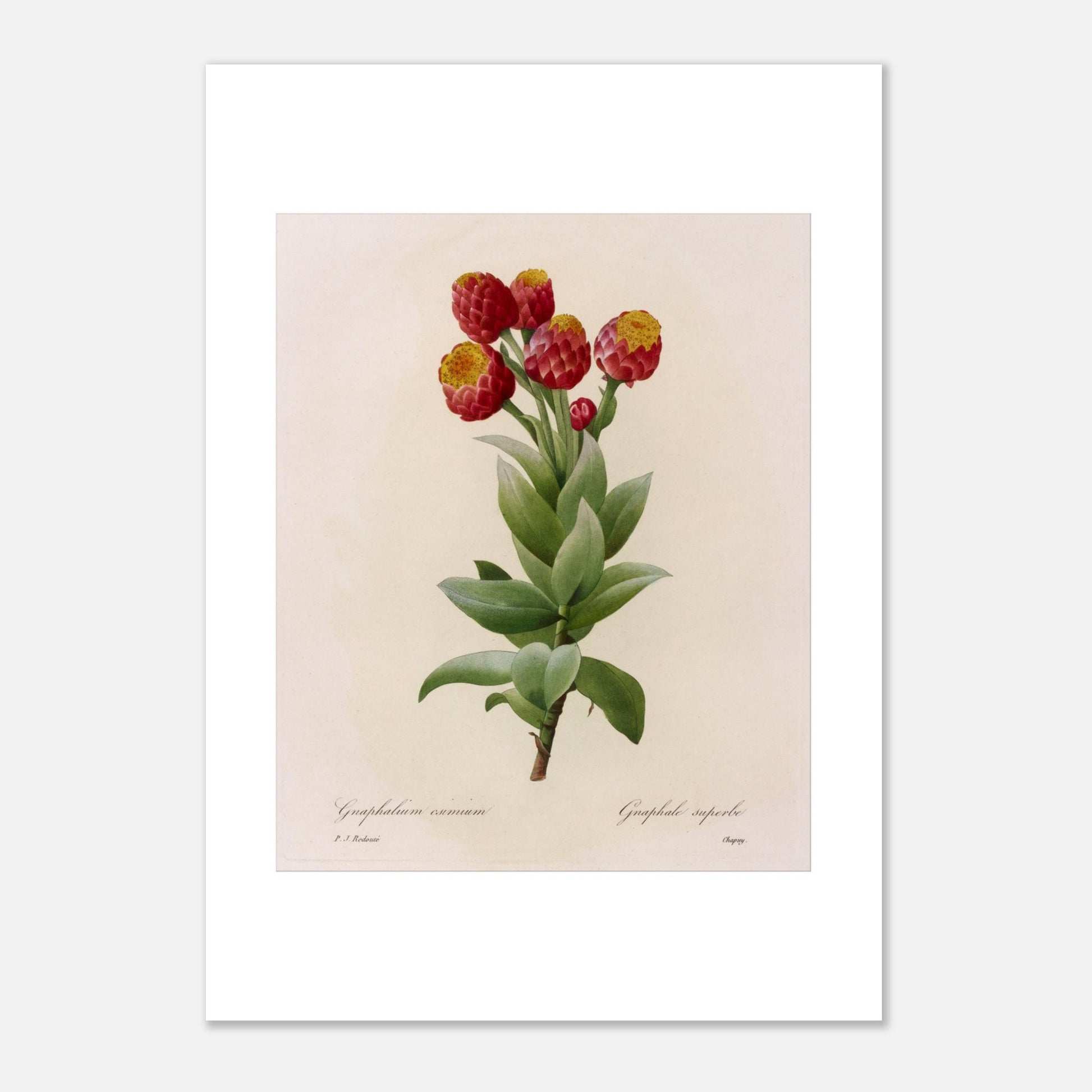 Illustration botanique Astelma Eximium par Pierre-Joseph Redouté (21x29,7 cm (A4)). Illustration botanique vintage de Gnaphalium eximium (Graphalium superbe) par Pierre-Joseph Redouté, montrant des fleurs rouges avec des centres jaunes et des feuilles vertes.