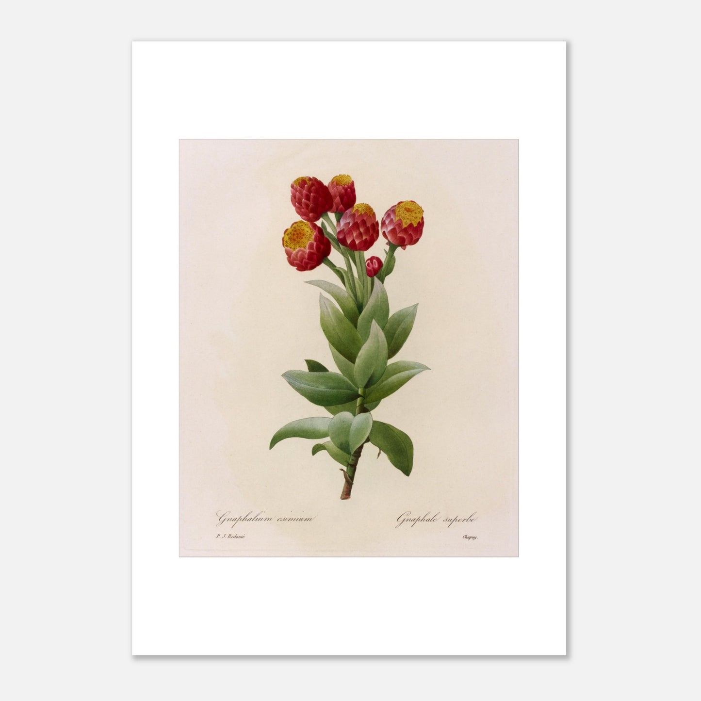 Illustration botanique Astelma Eximium par Pierre-Joseph Redouté (29,7x42 cm (A3)). Illustration botanique vintage de Gnaphalium eximium (Graphalium superbe) par Pierre-Joseph Redouté, montrant des fleurs rouges avec des centres jaunes et des feuilles vertes.