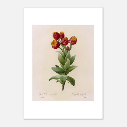 Illustration botanique Astelma Eximium par Pierre-Joseph Redouté (29,7x42 cm (A3)). Illustration botanique vintage de Gnaphalium eximium (Graphalium superbe) par Pierre-Joseph Redouté, montrant des fleurs rouges avec des centres jaunes et des feuilles vertes.
