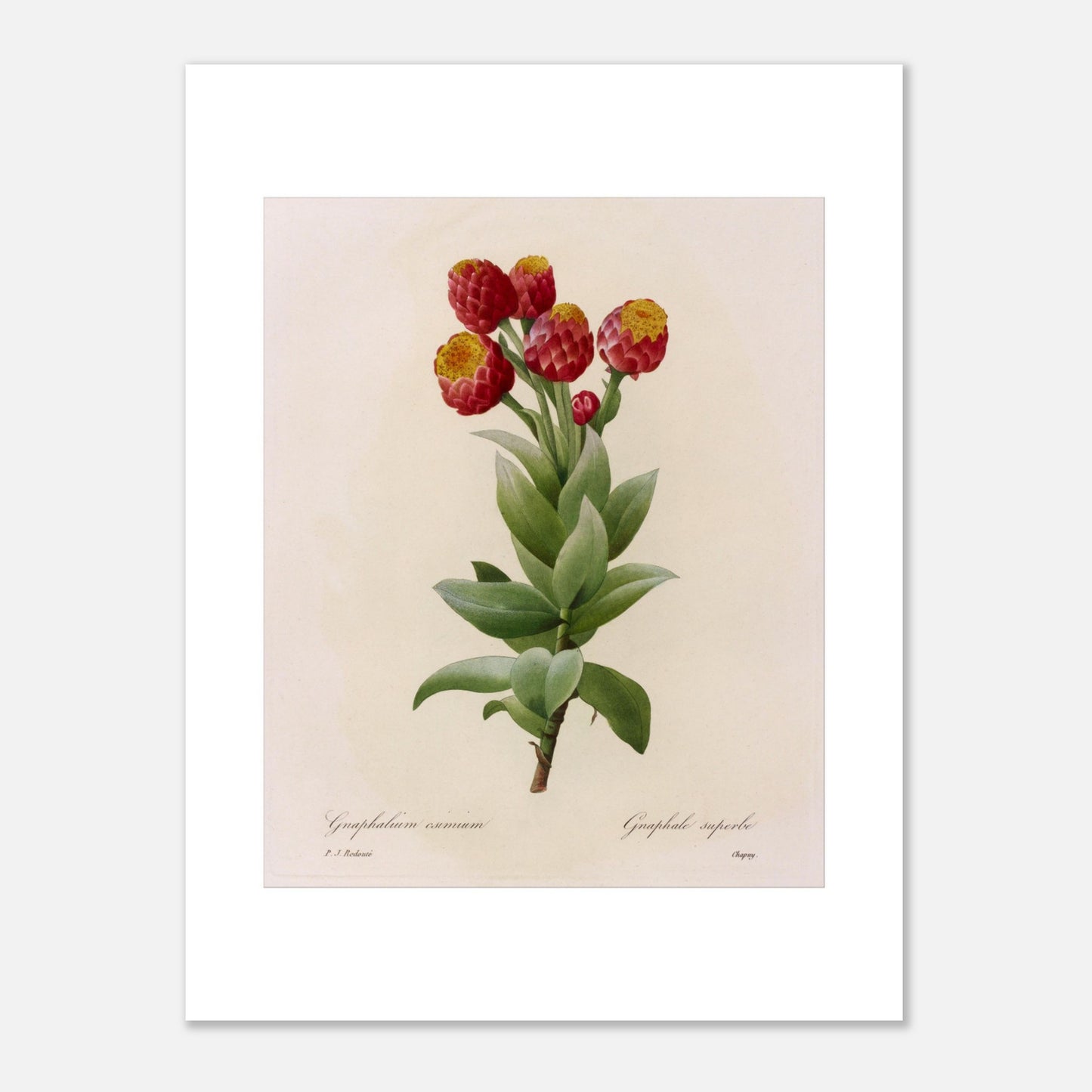 Illustration botanique Astelma Eximium par Pierre-Joseph Redouté (30x40 cm). Illustration botanique vintage de Gnaphalium eximium (Graphalium superbe) par Pierre-Joseph Redouté, montrant des fleurs rouges avec des centres jaunes et des feuilles vertes.