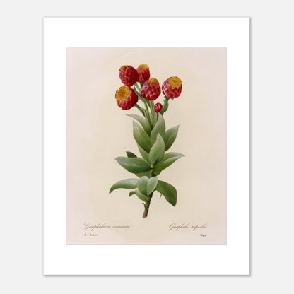 Illustration botanique Astelma Eximium par Pierre-Joseph Redouté (40x50 cm). Illustration botanique vintage de Gnaphalium eximium (Graphalium superbe) par Pierre-Joseph Redouté, montrant des fleurs rouges avec des centres jaunes et des feuilles vertes.