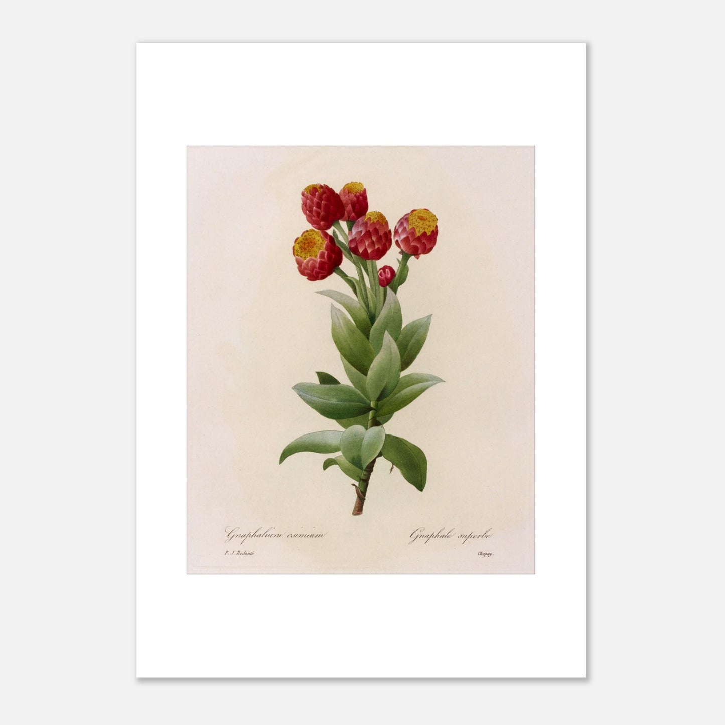 Illustration botanique Astelma Eximium par Pierre-Joseph Redouté (42x59,4 cm (A2)). Illustration botanique vintage de Gnaphalium eximium (Graphalium superbe) par Pierre-Joseph Redouté, montrant des fleurs rouges avec des centres jaunes et des feuilles vertes.