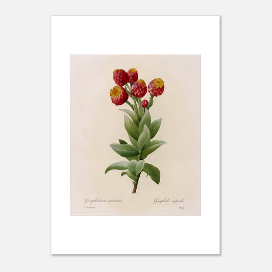 Illustration botanique Astelma Eximium par Pierre-Joseph Redouté (42x59,4 cm (A2)). Illustration botanique vintage de Gnaphalium eximium (Graphalium superbe) par Pierre-Joseph Redouté, montrant des fleurs rouges avec des centres jaunes et des feuilles vertes.