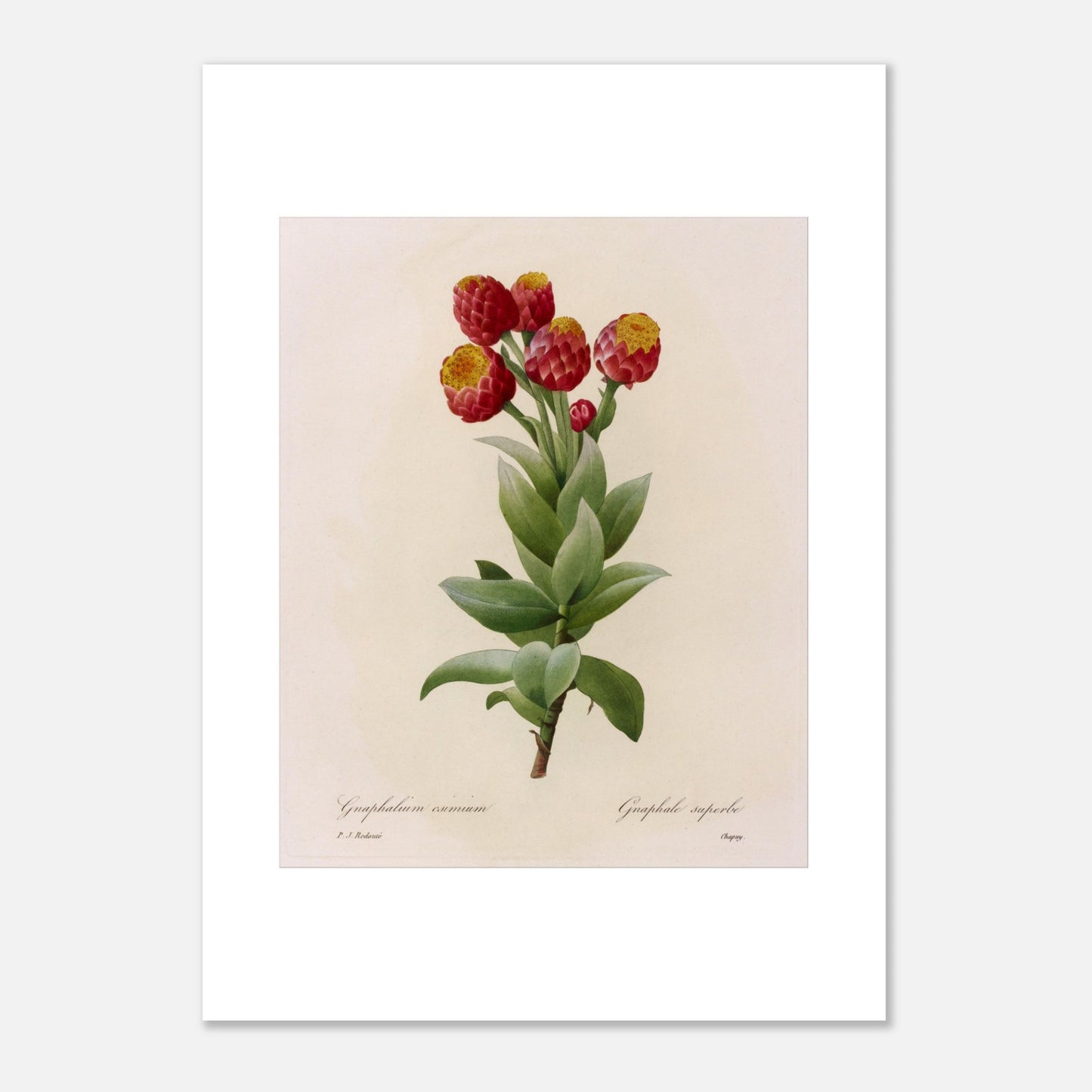 Illustration botanique Astelma Eximium par Pierre-Joseph Redouté (50x70 cm). Illustration botanique vintage de Gnaphalium eximium (Graphalium superbe) par Pierre-Joseph Redouté, montrant des fleurs rouges avec des centres jaunes et des feuilles vertes.
