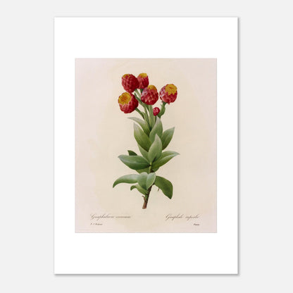 Illustration botanique Astelma Eximium par Pierre-Joseph Redouté (50x70 cm). Illustration botanique vintage de Gnaphalium eximium (Graphalium superbe) par Pierre-Joseph Redouté, montrant des fleurs rouges avec des centres jaunes et des feuilles vertes.