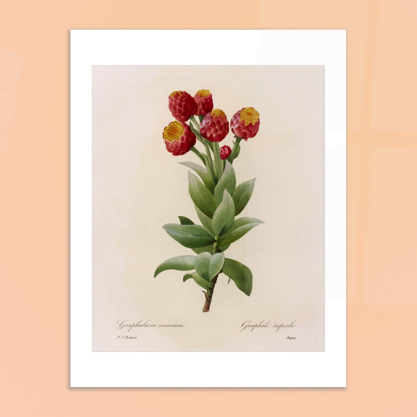 Illustration botanique Astelma Eximium par Pierre-Joseph Redouté. Illustration botanique vintage de Gnaphalium eximium (Graphalium superbe) par Pierre-Joseph Redouté, montrant des fleurs rouges avec des centres jaunes et des feuilles vertes. Image d'illustration 6