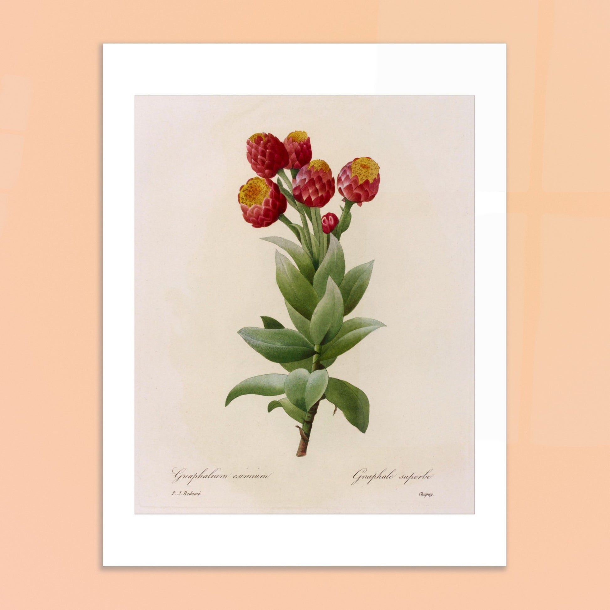 Illustration botanique Astelma Eximium par Pierre-Joseph Redouté. Illustration botanique vintage de Gnaphalium eximium (Graphalium superbe) par Pierre-Joseph Redouté, montrant des fleurs rouges avec des centres jaunes et des feuilles vertes. Image d'illustration 6