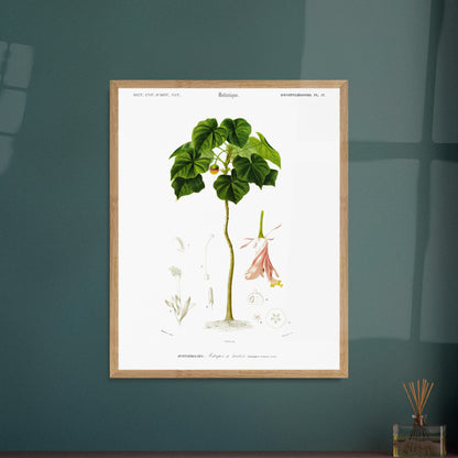 Illustration botanique : Astrapée de Wallich par Charles d'Orbigny. Illustration botanique d'une plante, l'Astrapée de Wallich, avec des détails de ses fleurs, feuilles et fruits. Image d'illustration 5
