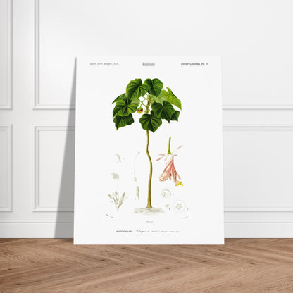 Illustration botanique : Astrapée de Wallich par Charles d'Orbigny. Illustration botanique d'une plante, l'Astrapée de Wallich, avec des détails de ses fleurs, feuilles et fruits. Image d'illustration 6