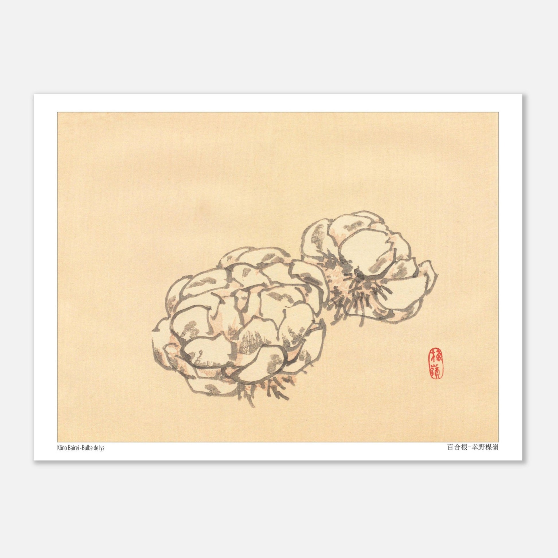 Étude de Bulbes de Lys, Planche Botanique Japonaise par Kōno Bairei (15x20 cm). Illustration botanique de deux bulbes de lys dessinés par Kōno Bairei sur fond beige, aux tons blancs et bruns.