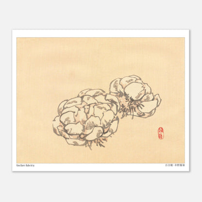 Étude de Bulbes de Lys, Planche Botanique Japonaise par Kōno Bairei (20x25 cm). Illustration botanique de deux bulbes de lys dessinés par Kōno Bairei sur fond beige, aux tons blancs et bruns.