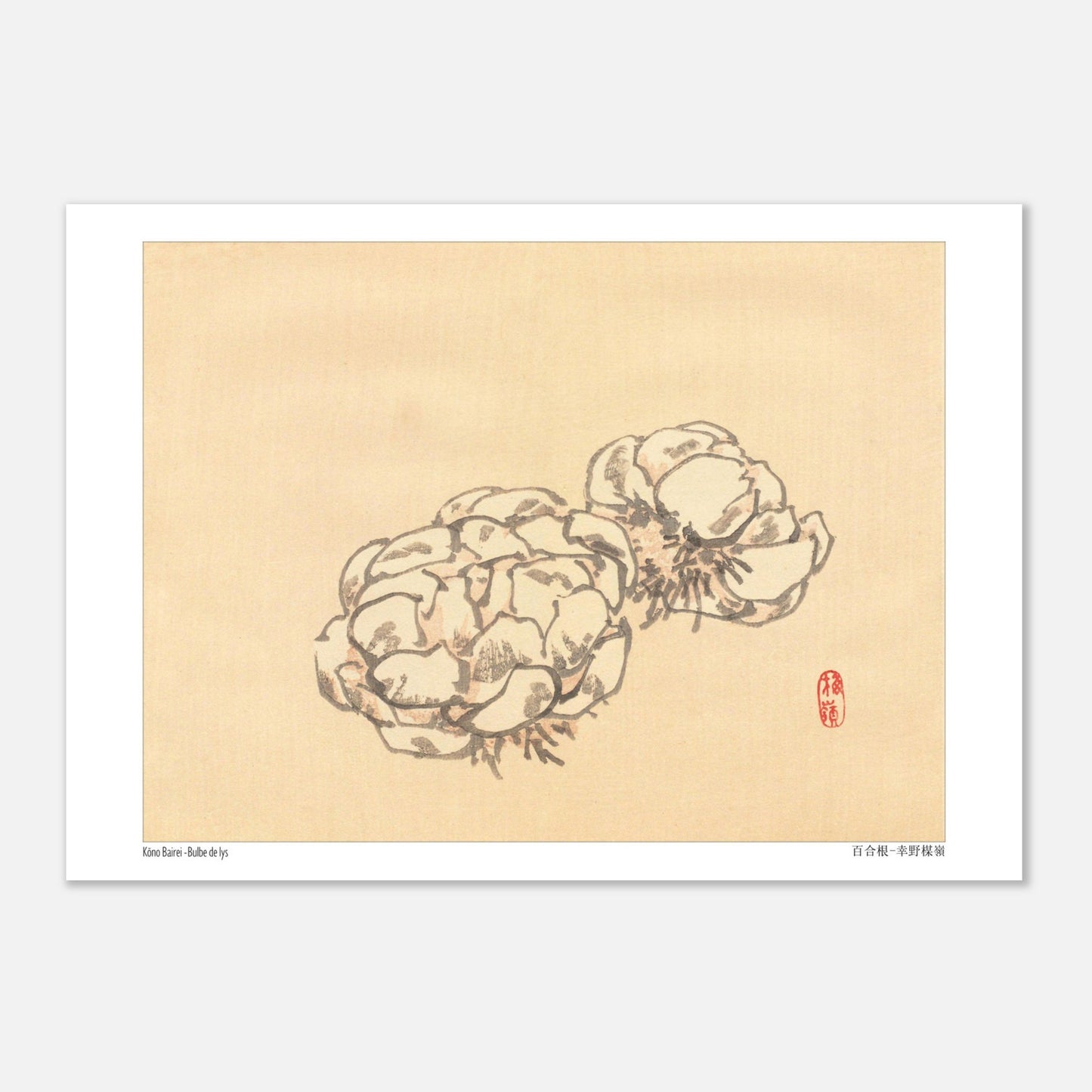 Étude de Bulbes de Lys, Planche Botanique Japonaise par Kōno Bairei (21x29,7 cm (A4)). Illustration botanique de deux bulbes de lys dessinés par Kōno Bairei sur fond beige, aux tons blancs et bruns.