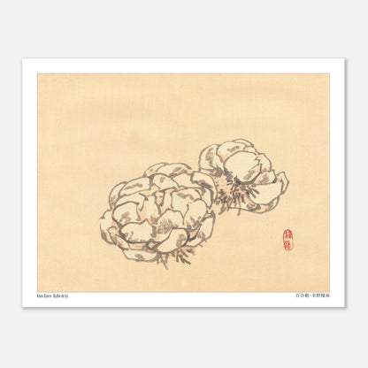 Étude de Bulbes de Lys, Planche Botanique Japonaise par Kōno Bairei (27x35 cm). Illustration botanique de deux bulbes de lys dessinés par Kōno Bairei sur fond beige, aux tons blancs et bruns.