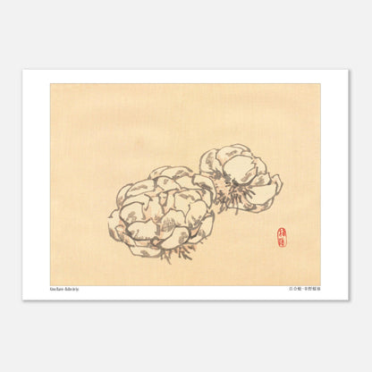 Étude de Bulbes de Lys, Planche Botanique Japonaise par Kōno Bairei (29,7x42 cm (A3)). Illustration botanique de deux bulbes de lys dessinés par Kōno Bairei sur fond beige, aux tons blancs et bruns.