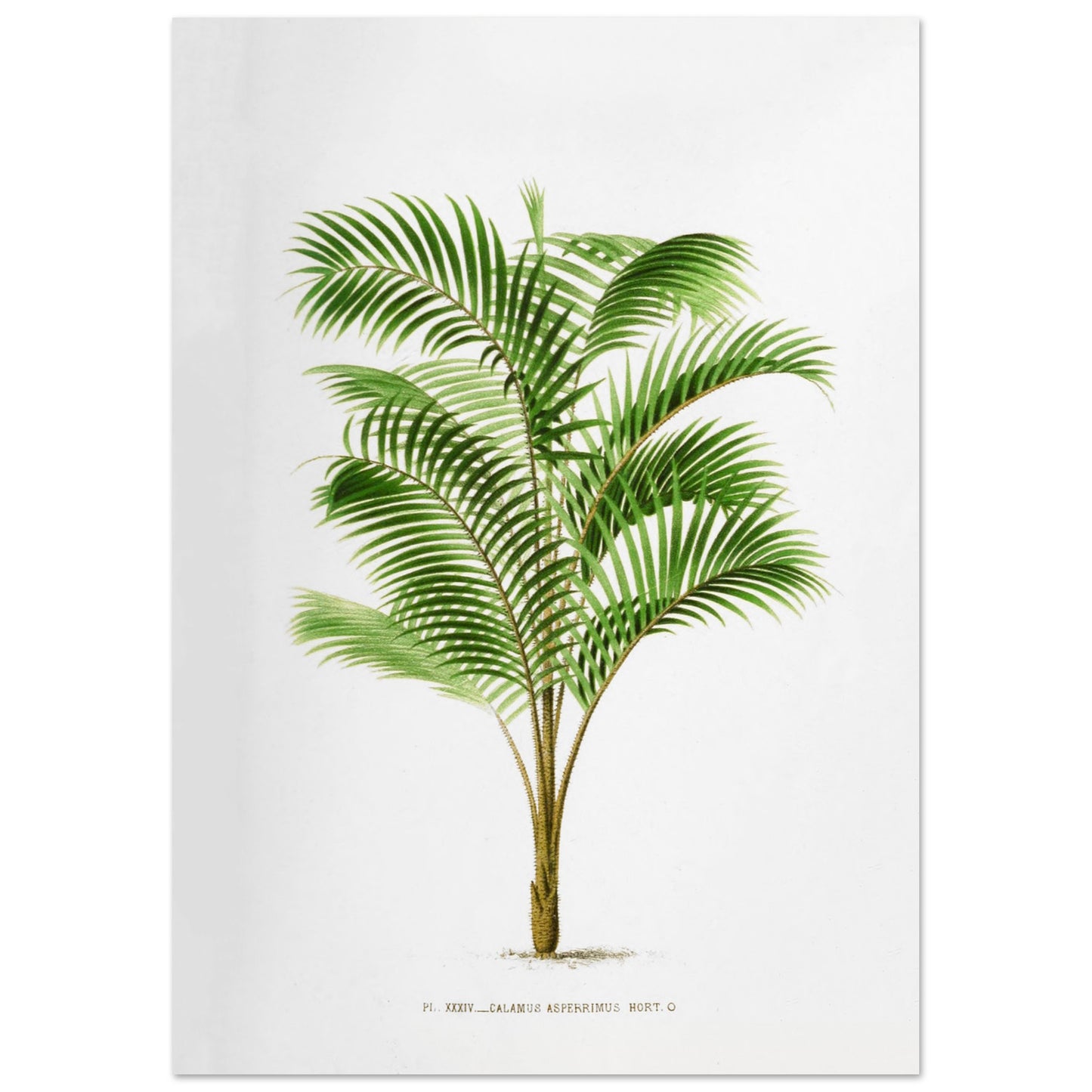 Illustration botanique : Calamus Asperrimus de l'3le de Java (29,7x42 cm (A3)). Gravure botanique du Calamus Asperrimus, un palmier élancé avec des feuilles vertes et un tronc couvert d'épines. La plante est dessinée sur un fond blanc, avec une légende en dessous.