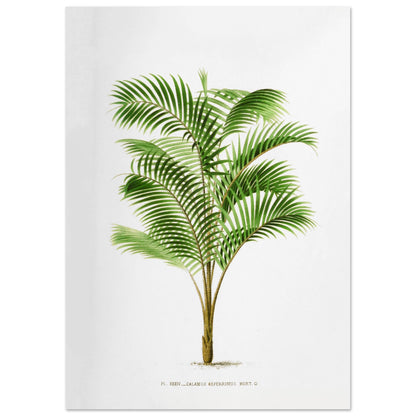 Illustration botanique : Calamus Asperrimus de l'3le de Java (29,7x42 cm (A3)). Gravure botanique du Calamus Asperrimus, un palmier élancé avec des feuilles vertes et un tronc couvert d'épines. La plante est dessinée sur un fond blanc, avec une légende en dessous.