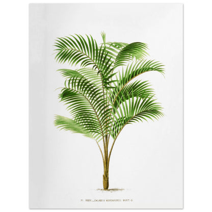 Illustration botanique : Calamus Asperrimus de l'3le de Java (30x40 cm). Gravure botanique du Calamus Asperrimus, un palmier élancé avec des feuilles vertes et un tronc couvert d'épines. La plante est dessinée sur un fond blanc, avec une légende en dessous.