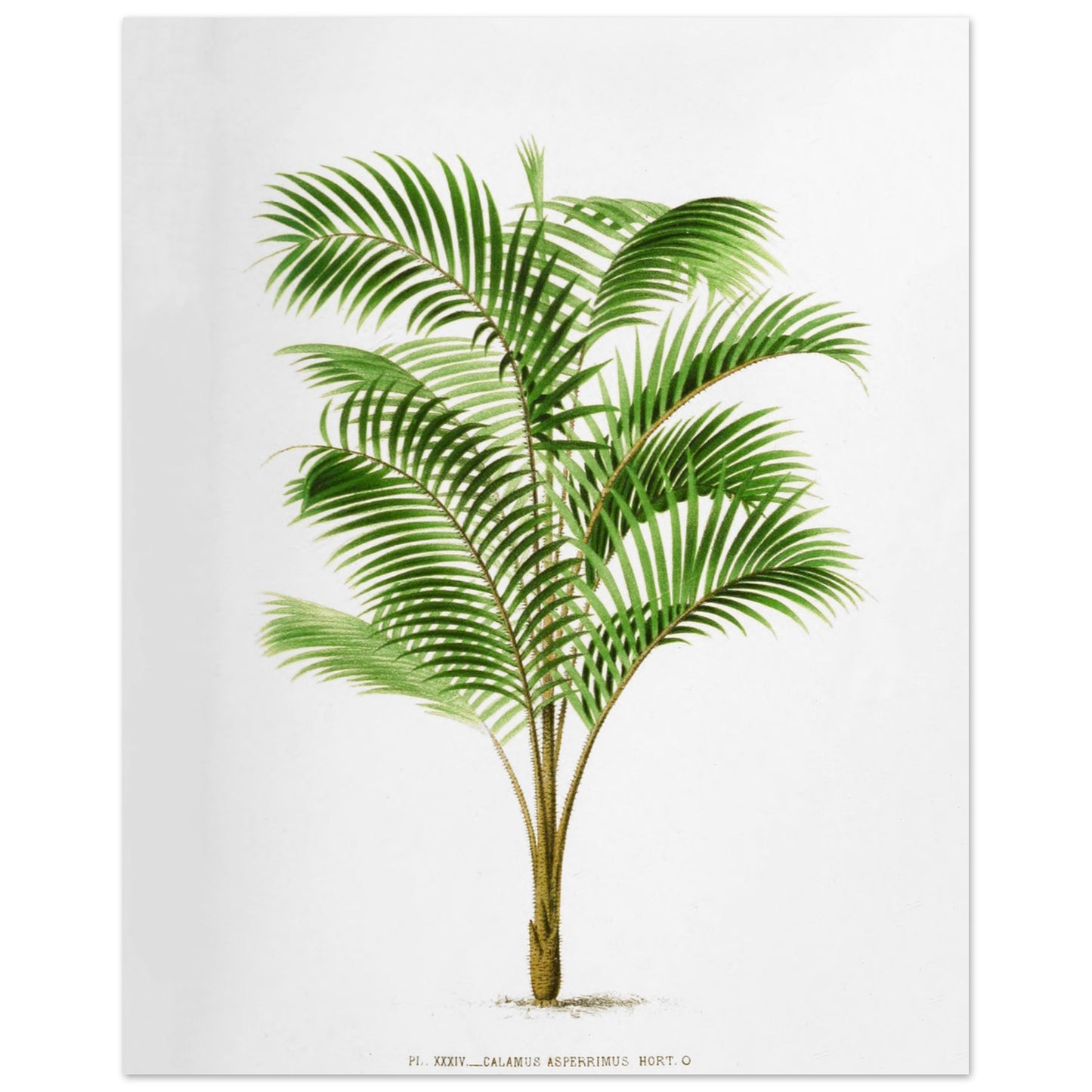 Illustration botanique : Calamus Asperrimus de l'3le de Java (40x50 cm). Gravure botanique du Calamus Asperrimus, un palmier élancé avec des feuilles vertes et un tronc couvert d'épines. La plante est dessinée sur un fond blanc, avec une légende en dessous.