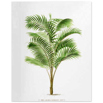 Illustration botanique : Calamus Asperrimus de l'3le de Java (40x50 cm). Gravure botanique du Calamus Asperrimus, un palmier élancé avec des feuilles vertes et un tronc couvert d'épines. La plante est dessinée sur un fond blanc, avec une légende en dessous.
