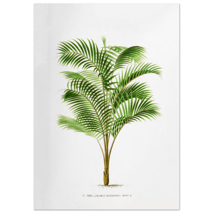 Illustration botanique : Calamus Asperrimus de l'3le de Java (59,4x84,1 cm (A1)). Gravure botanique du Calamus Asperrimus, un palmier élancé avec des feuilles vertes et un tronc couvert d'épines. La plante est dessinée sur un fond blanc, avec une légende en dessous.