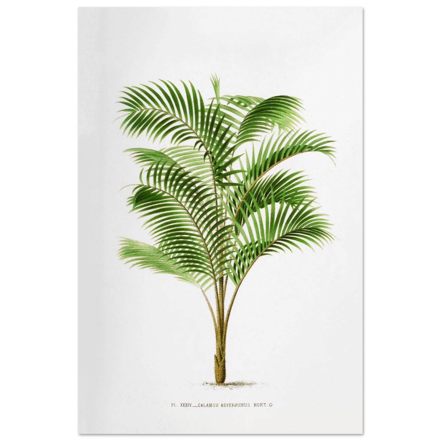 Illustration botanique : Calamus Asperrimus de l'3le de Java (60x90 cm). Gravure botanique du Calamus Asperrimus, un palmier élancé avec des feuilles vertes et un tronc couvert d'épines. La plante est dessinée sur un fond blanc, avec une légende en dessous.