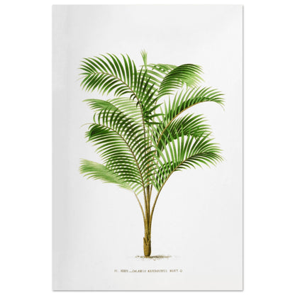 Illustration botanique : Calamus Asperrimus de l'3le de Java (60x90 cm). Gravure botanique du Calamus Asperrimus, un palmier élancé avec des feuilles vertes et un tronc couvert d'épines. La plante est dessinée sur un fond blanc, avec une légende en dessous.