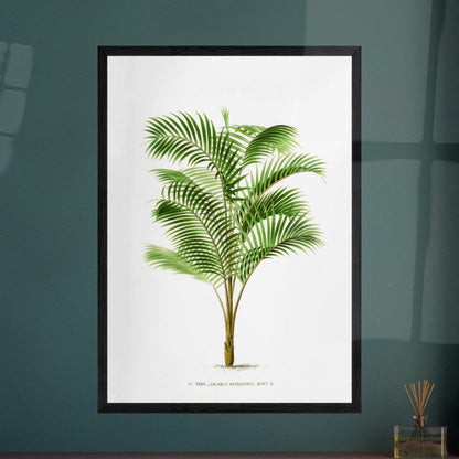 Illustration botanique : Calamus Asperrimus de l'3le de Java. Gravure botanique du Calamus Asperrimus, un palmier élancé avec des feuilles vertes et un tronc couvert d'épines. La plante est dessinée sur un fond blanc, avec une légende en dessous. Image d'illustration 8
