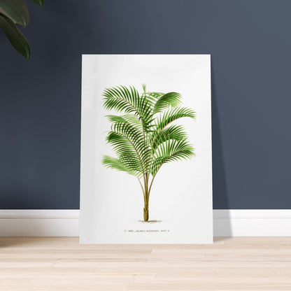 Illustration botanique : Calamus Asperrimus de l'3le de Java. Gravure botanique du Calamus Asperrimus, un palmier élancé avec des feuilles vertes et un tronc couvert d'épines. La plante est dessinée sur un fond blanc, avec une légende en dessous. Image d'illustration 9