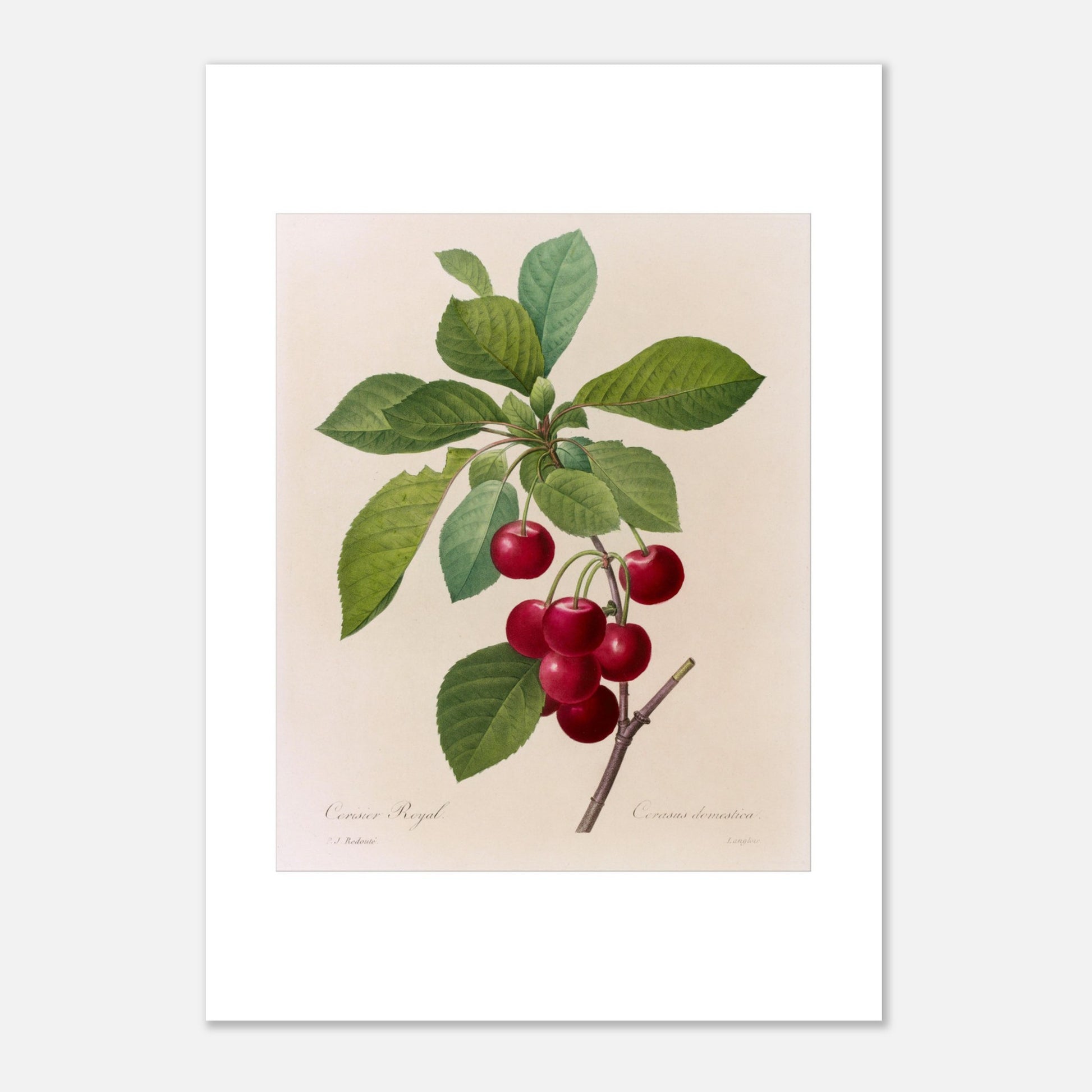 Illustration botanique du Cerisier Royal, Pierre-Joseph Redouté (21x29,7 cm (A4)). Planche botanique de Pierre-Joseph Redouté illustrant une branche de cerisier avec des cerises rouges et des feuilles vertes.