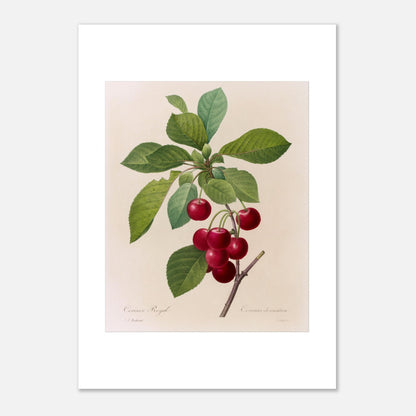 Illustration botanique du Cerisier Royal, Pierre-Joseph Redouté (21x29,7 cm (A4)). Planche botanique de Pierre-Joseph Redouté illustrant une branche de cerisier avec des cerises rouges et des feuilles vertes.