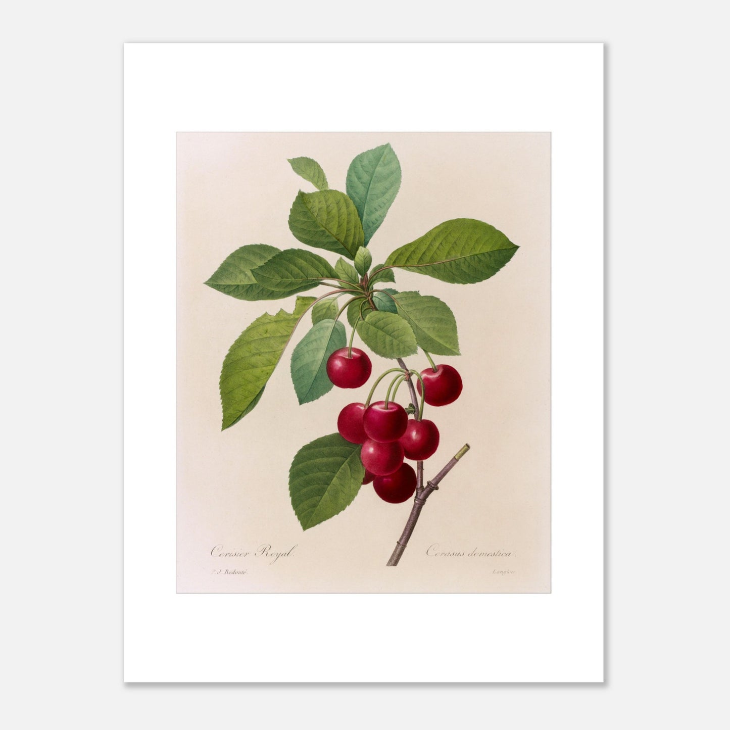 Illustration botanique du Cerisier Royal, Pierre-Joseph Redouté (30x40 cm). Planche botanique de Pierre-Joseph Redouté illustrant une branche de cerisier avec des cerises rouges et des feuilles vertes.