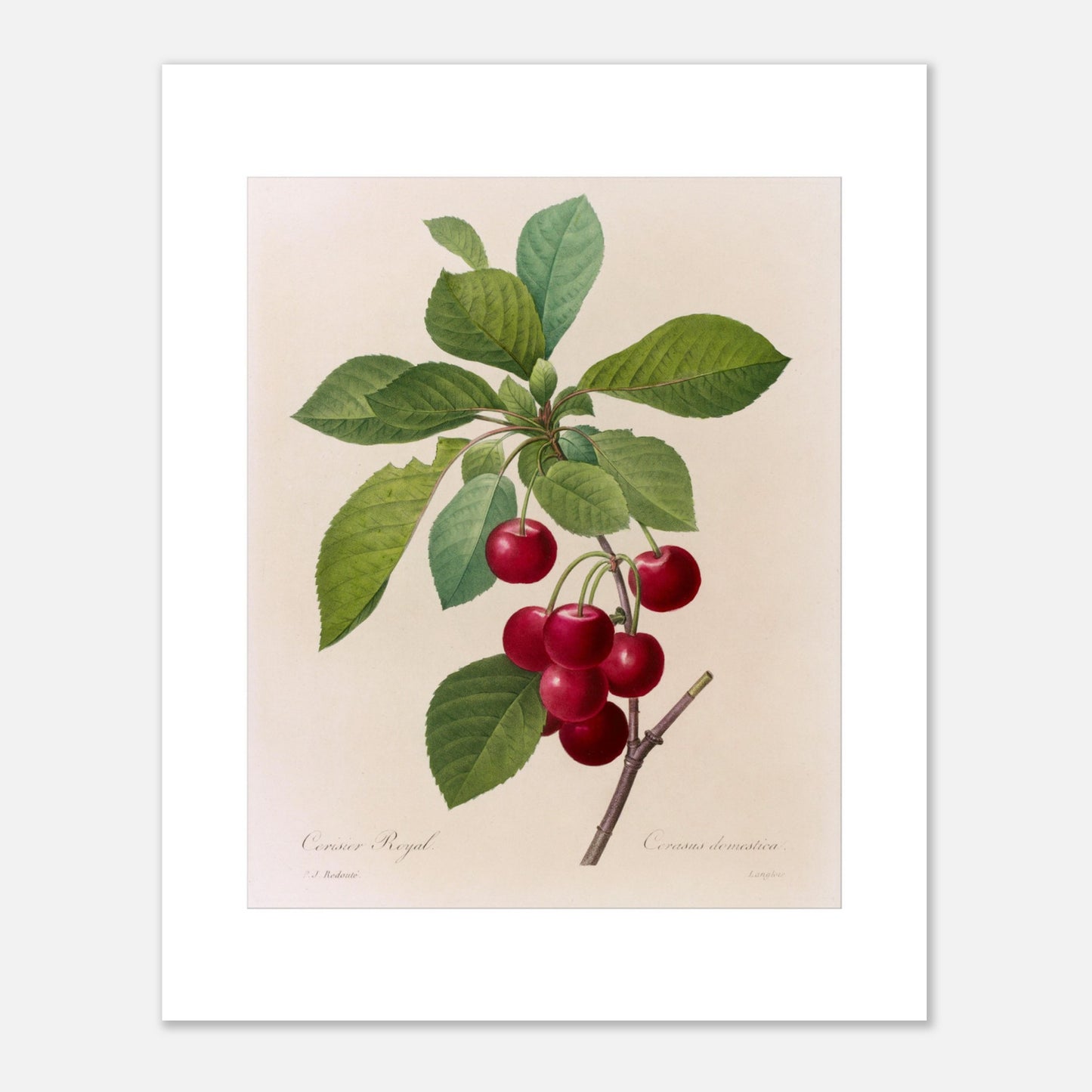 Illustration botanique du Cerisier Royal, Pierre-Joseph Redouté (40x50 cm). Planche botanique de Pierre-Joseph Redouté illustrant une branche de cerisier avec des cerises rouges et des feuilles vertes.