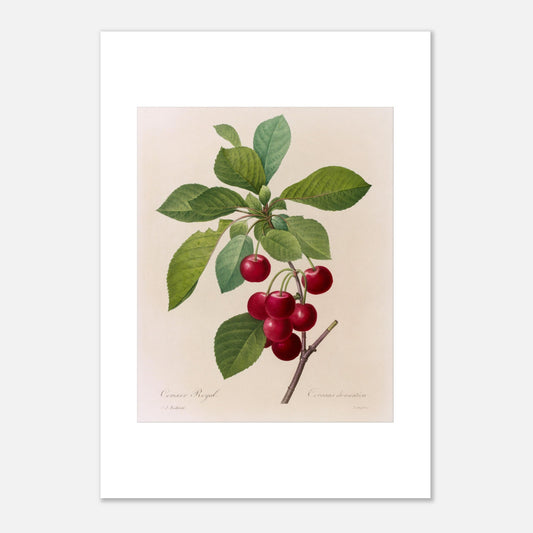Illustration botanique du Cerisier Royal, Pierre-Joseph Redouté (42x59,4 cm (A2)). Planche botanique de Pierre-Joseph Redouté illustrant une branche de cerisier avec des cerises rouges et des feuilles vertes.