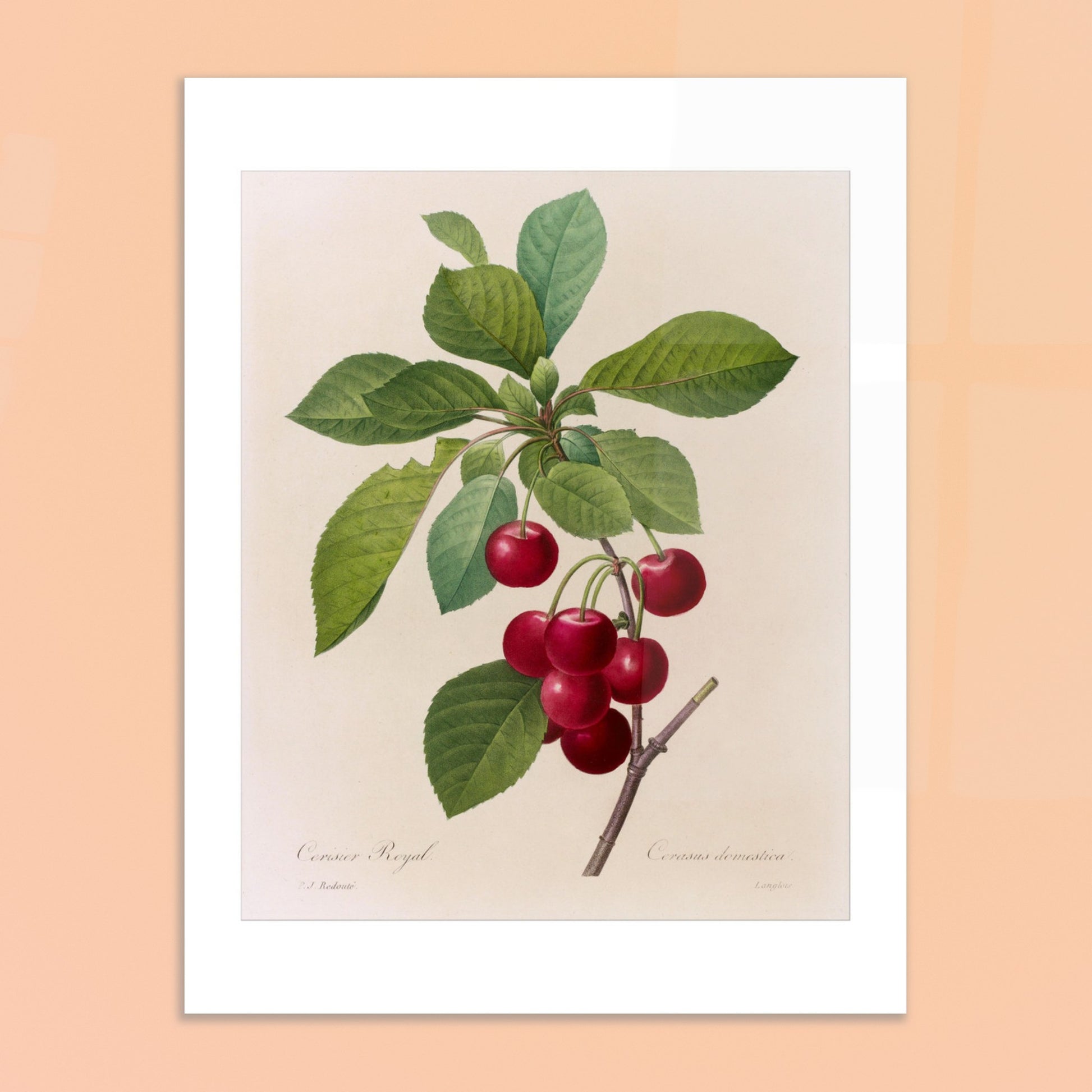 Illustration botanique du Cerisier Royal, Pierre-Joseph Redouté. Planche botanique de Pierre-Joseph Redouté illustrant une branche de cerisier avec des cerises rouges et des feuilles vertes. Image d'illustration 6