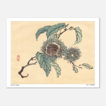 Illustration Botanique de Châtaignes par Kōno Bairei (15x20 cm). Reproduction d'art japonais de trois châtaignes dans leurs bogues épineuses, sur une branche avec des feuilles.