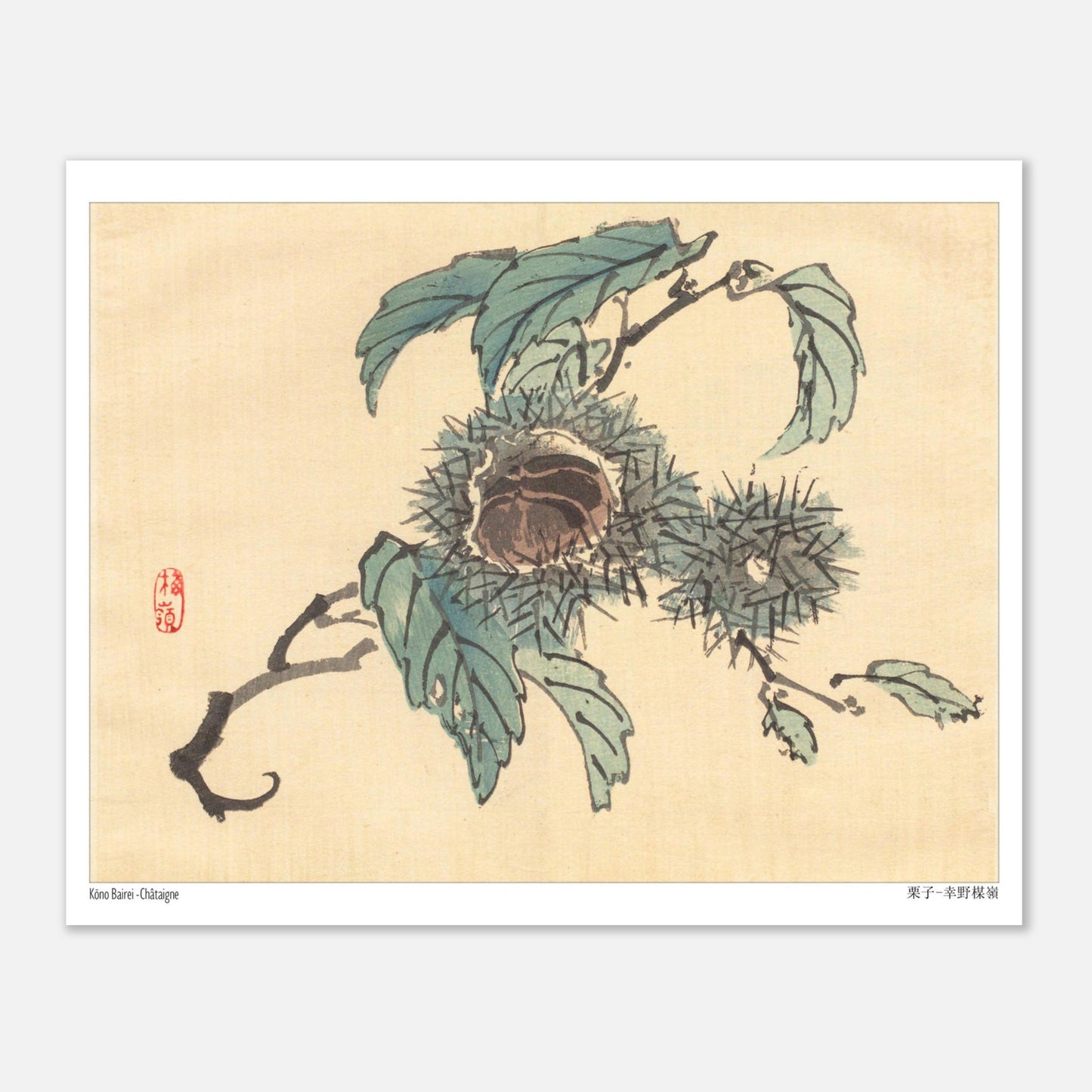 Illustration Botanique de Châtaignes par Kōno Bairei (20x25 cm). Reproduction d'art japonais de trois châtaignes dans leurs bogues épineuses, sur une branche avec des feuilles.