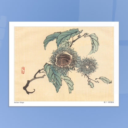 Illustration Botanique de Châtaignes par Kōno Bairei. Reproduction d'art japonais de trois châtaignes dans leurs bogues épineuses, sur une branche avec des feuilles. Image d'illustration 6