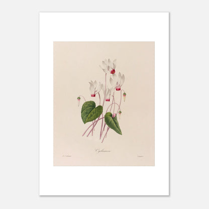 Illustration botanique ancienne Cyclamen par Pierre-Joseph Redouté (29,7x42 cm (A3)). Planche botanique de fleurs de Cyclamen par Pierre-Joseph Redouté.