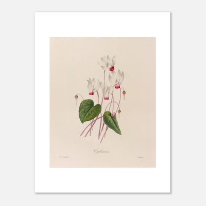 Illustration botanique ancienne Cyclamen par Pierre-Joseph Redouté (30x40 cm). Planche botanique de fleurs de Cyclamen par Pierre-Joseph Redouté.