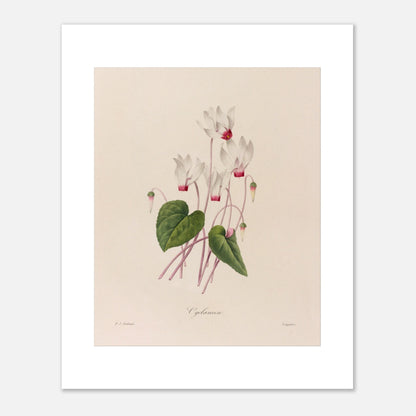 Illustration botanique ancienne Cyclamen par Pierre-Joseph Redouté (40x50 cm). Planche botanique de fleurs de Cyclamen par Pierre-Joseph Redouté.