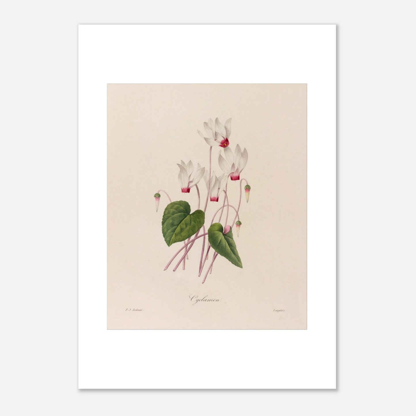 Illustration botanique ancienne Cyclamen par Pierre-Joseph Redouté (42x59,4 cm (A2)). Planche botanique de fleurs de Cyclamen par Pierre-Joseph Redouté.