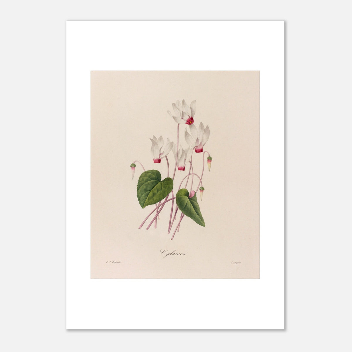 Antike botanische Illustration Alpenveilchen von Pierre-Joseph Redouté (42x59,4 cm (A2)). Botanische Tafel von Zyklamenblüten von Pierre-Joseph Redouté.