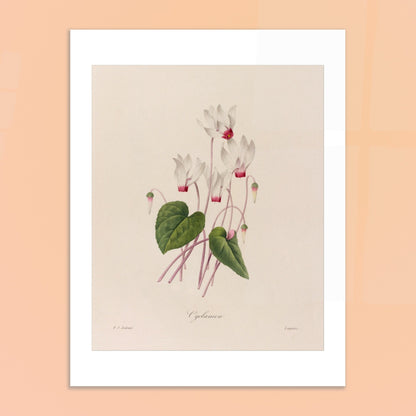 Illustration botanique ancienne Cyclamen par Pierre-Joseph Redouté. Planche botanique de fleurs de Cyclamen par Pierre-Joseph Redouté. Image d'illustration 6
