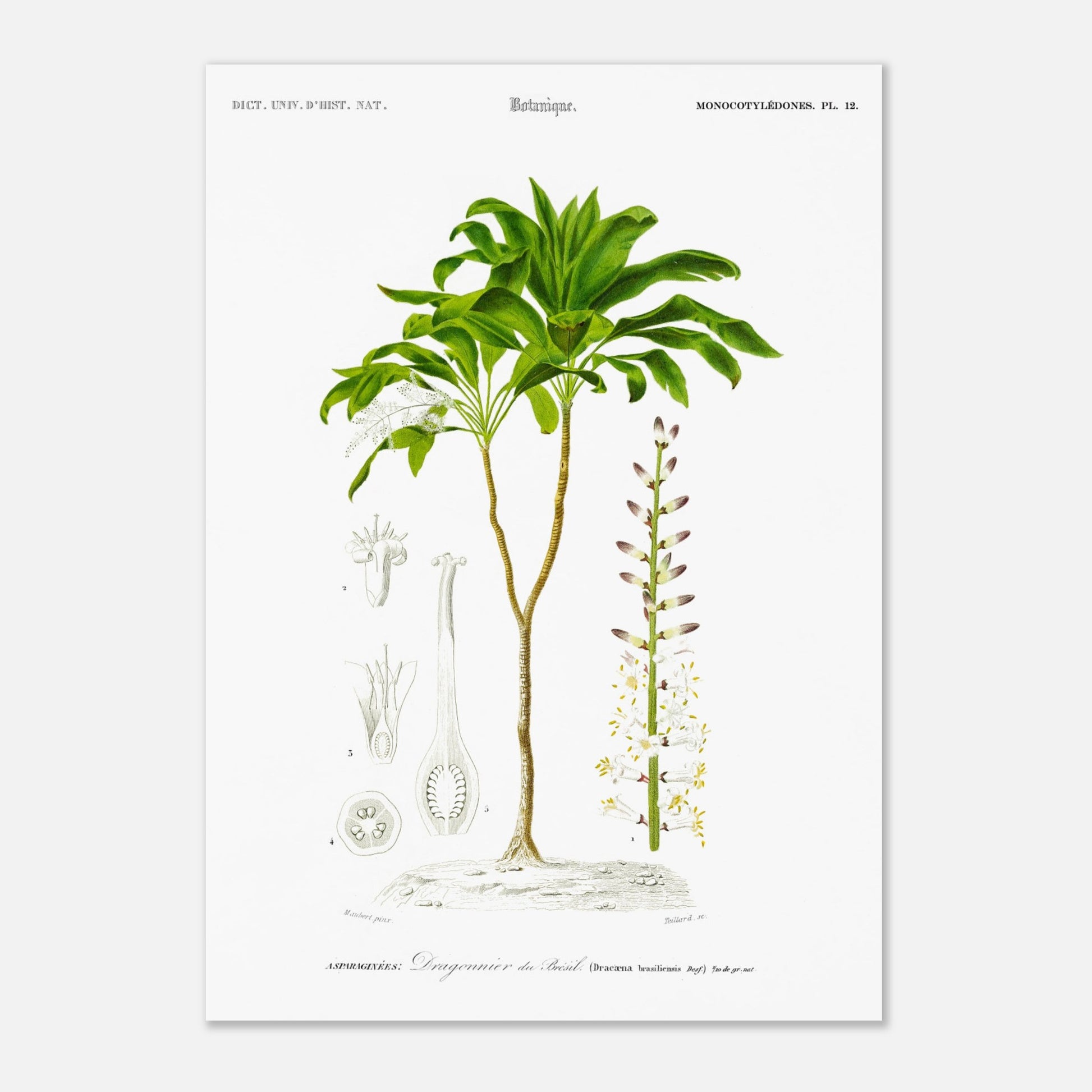 Illustration botanique : Dragonnier du Br&eacute;sil par Charles d'Orbigny (29,7x42 cm (A3)). Planche botanique du Dictionnaire Universel d'Histoire Naturelle de Charles d'Orbigny, représentant le Dragonnier du Brésil (Dracaena brasiliensis).