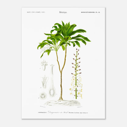 Illustration botanique : Dragonnier du Br&eacute;sil par Charles d'Orbigny (30x40 cm). Planche botanique du Dictionnaire Universel d'Histoire Naturelle de Charles d'Orbigny, représentant le Dragonnier du Brésil (Dracaena brasiliensis).